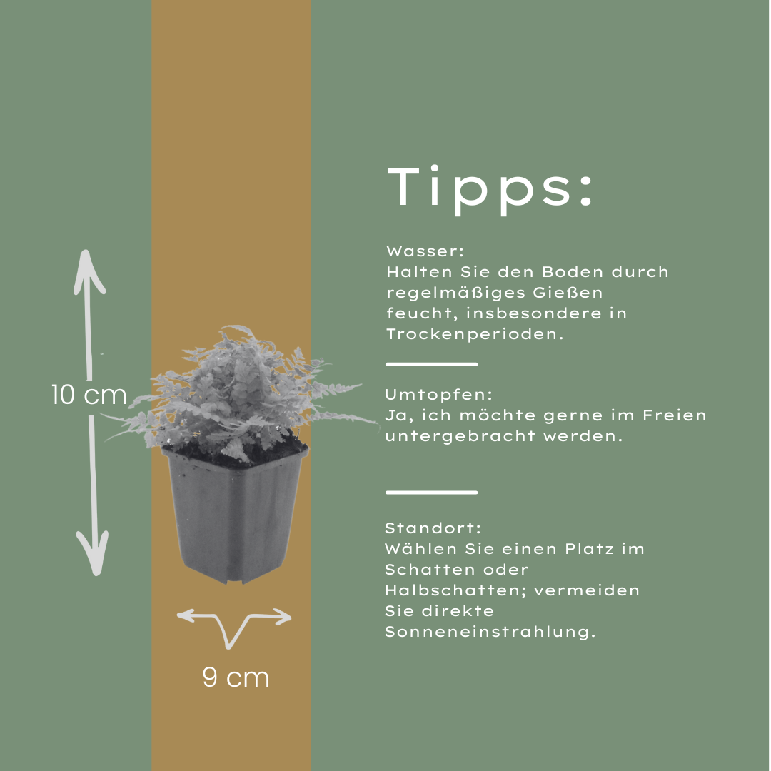 24x Dryopteris filix-mas - ↕10-25cm - Ø9cm