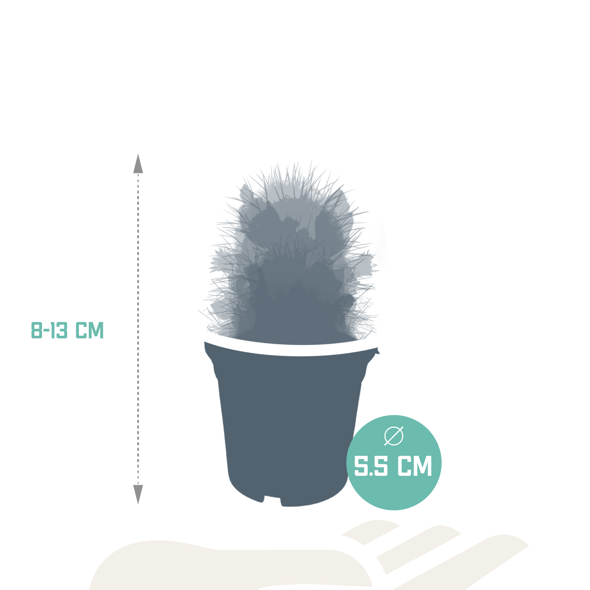 Cactus mix 5.5 cm - zonder pot bloeiend - 5x