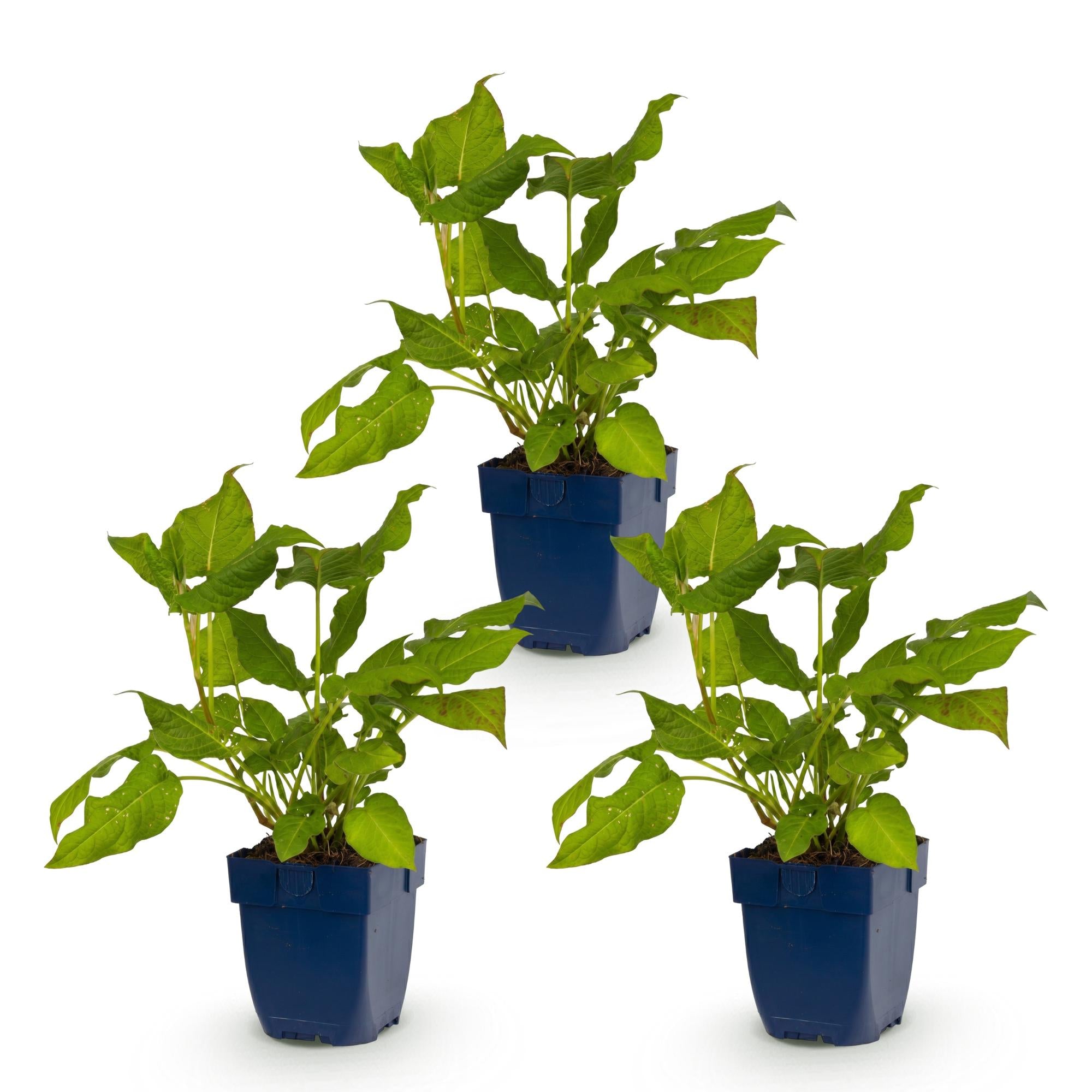 Vasteplant - Persicaria amplexicaulis - Duizendknoop - Schaduw - Rood - 3 Planten - Pot 11cm - Hoogte 15-25cm
