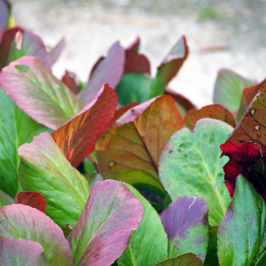 48x Bergenia cordifolia - ↕10-25cm - Ø9cm