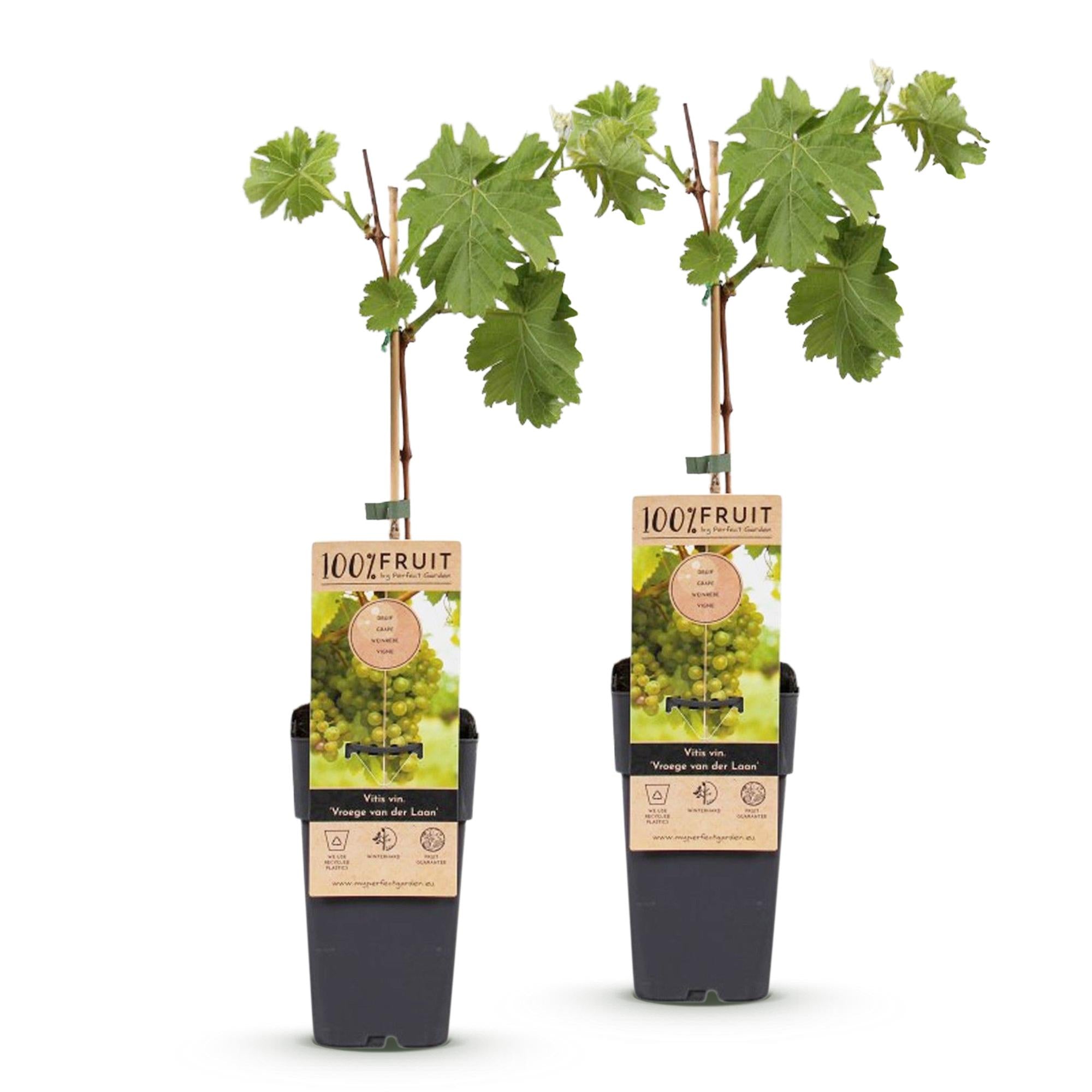 Fruitplant - Vitis vinifera Vroege van der Laan - Druivenplant - Winterhard - Witte Druif - 2 Planten - Pot 15cm - Hoogte 50cm