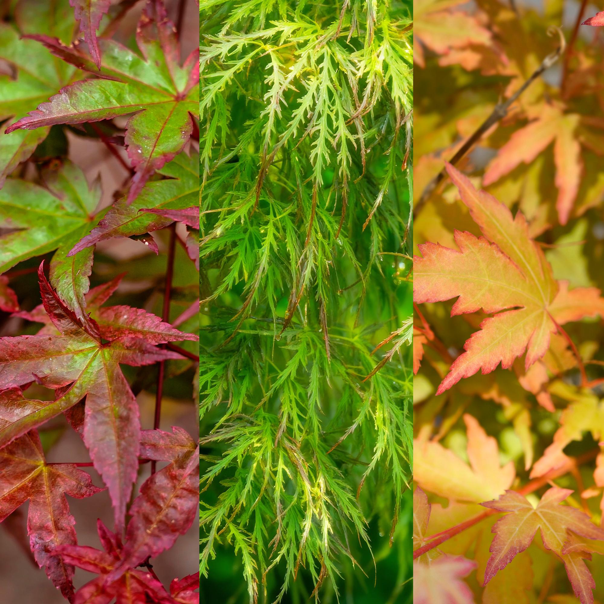 Tuinplant - Acer palmatum Tricolour - Rood-Groen-Oranje  - 3 Planten - Blad verliezend - Weinig Onderhoud - Pot 12cm Hoogte 35cm