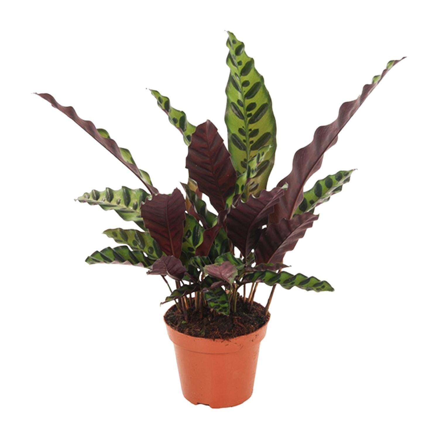 Calathea Insignis - Ø12cm - ↕30cm
