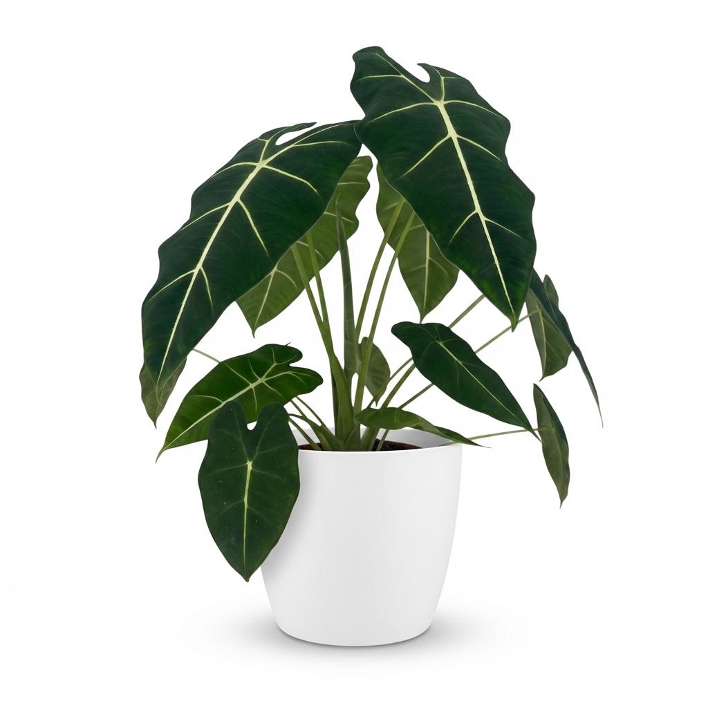 Kamerplant - Olifantsoor - Alocasia Frydek - Groen - Weinig onderhoud - 1 Plant - met Potter Wit - Pot 19cm - Hoogte 60cm
