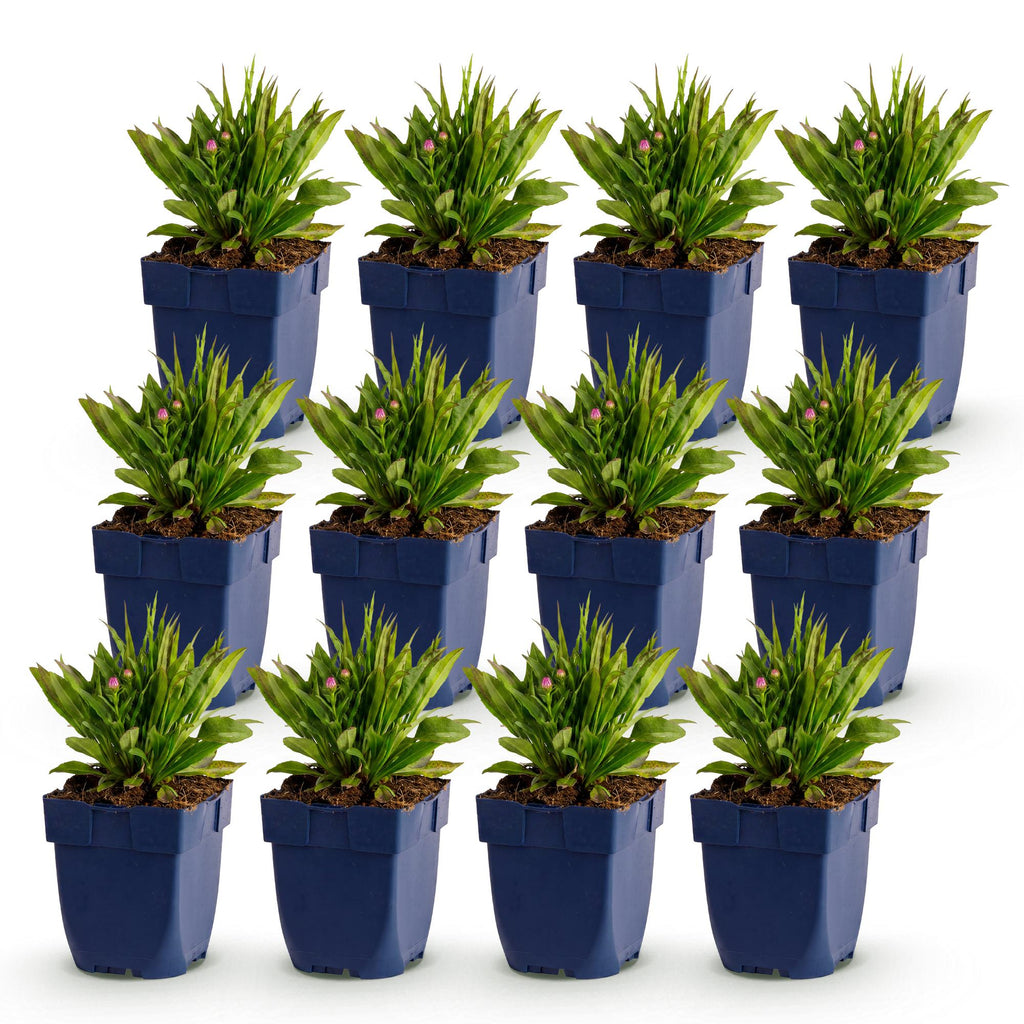 Vasteplant - Aster Wood's Pink - Pluimspirea - Bijen en Vlinderlokkers - Roze - 12 Planten - Pot 11cm - Hoogte 15-25cm