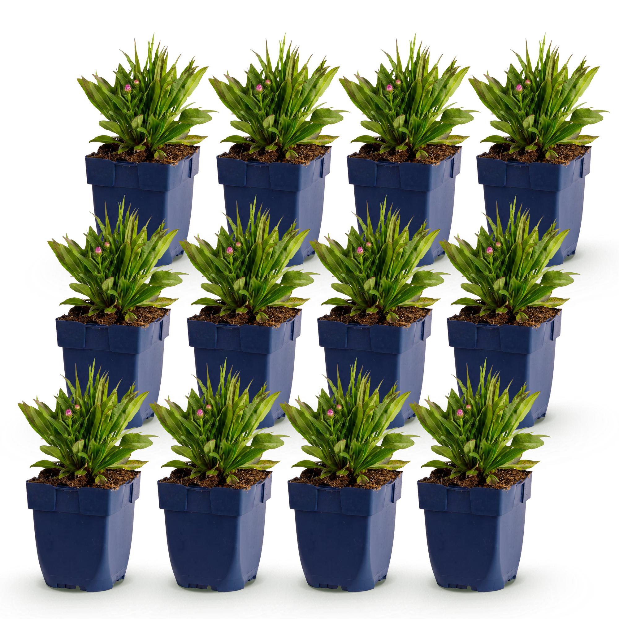 Vasteplant - Aster Wood's Pink - Pluimspirea - Bijen en Vlinderlokkers - Roze - 12 Planten - Pot 11cm - Hoogte 15-25cm