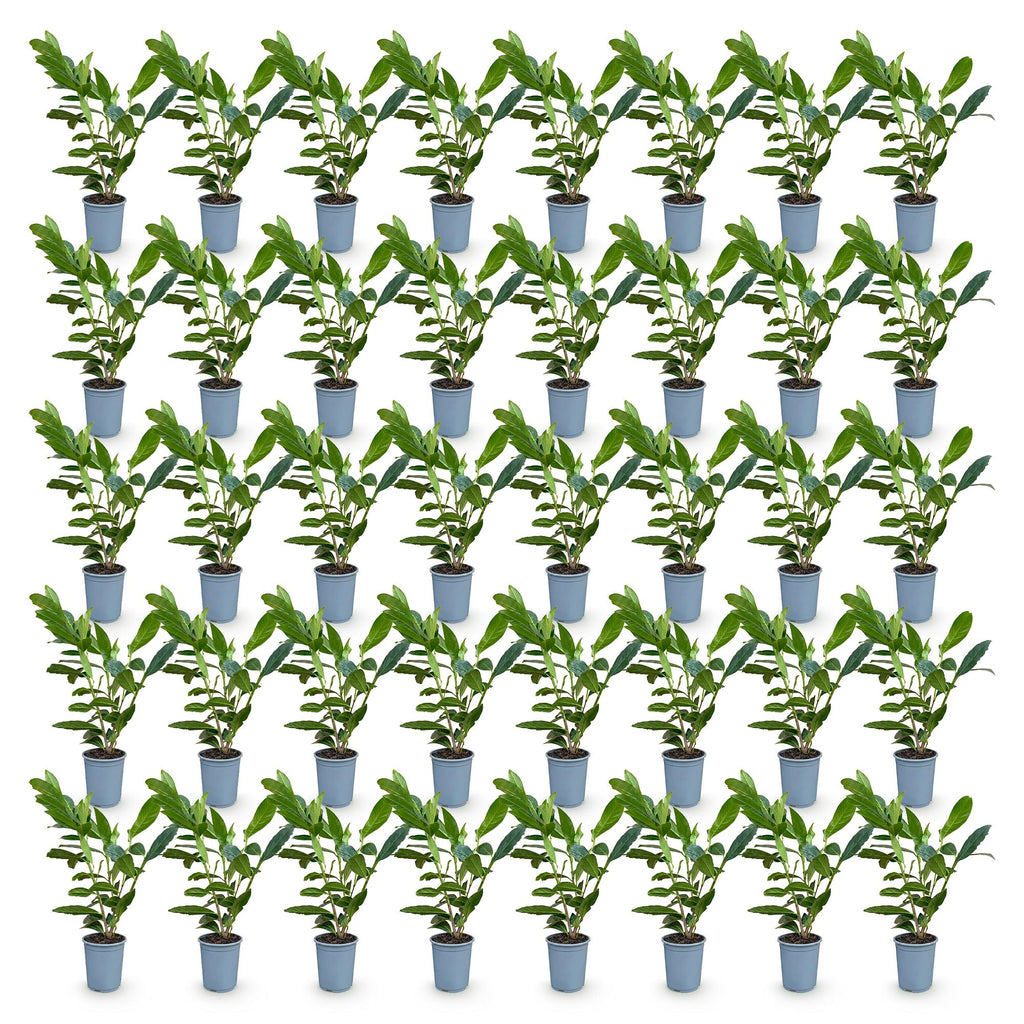 40x Prunus laur. Caucasica - Laurierkers - Haagplanten - Groenblijvend - Groen - Pot 9cm - Hoogte 25-35cm