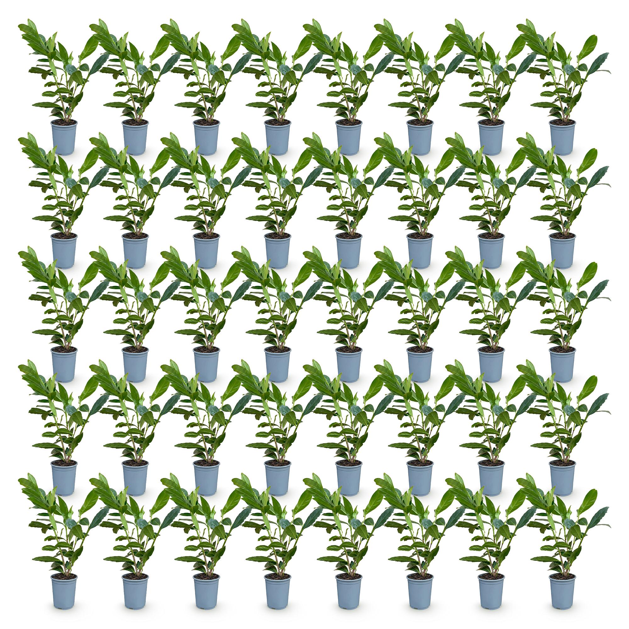 40x Prunus laur. Caucasica - Laurierkers - Haagplanten - Groenblijvend - Groen - Pot 9cm - Hoogte 25-35cm