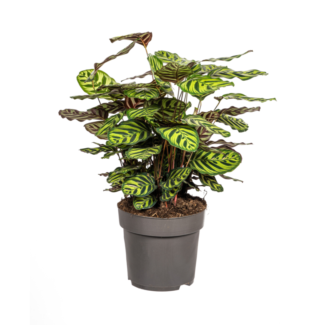 Calathea Makoyana Ø27cm - ↕60 - 80cm