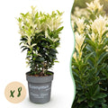 8x Euonymus japonica Paloma Blanca - Kardinaalsmuts - Haagplanten - Groenblijvend - Groen - Wit - Pot 9cm - Hoogte 20-30cm