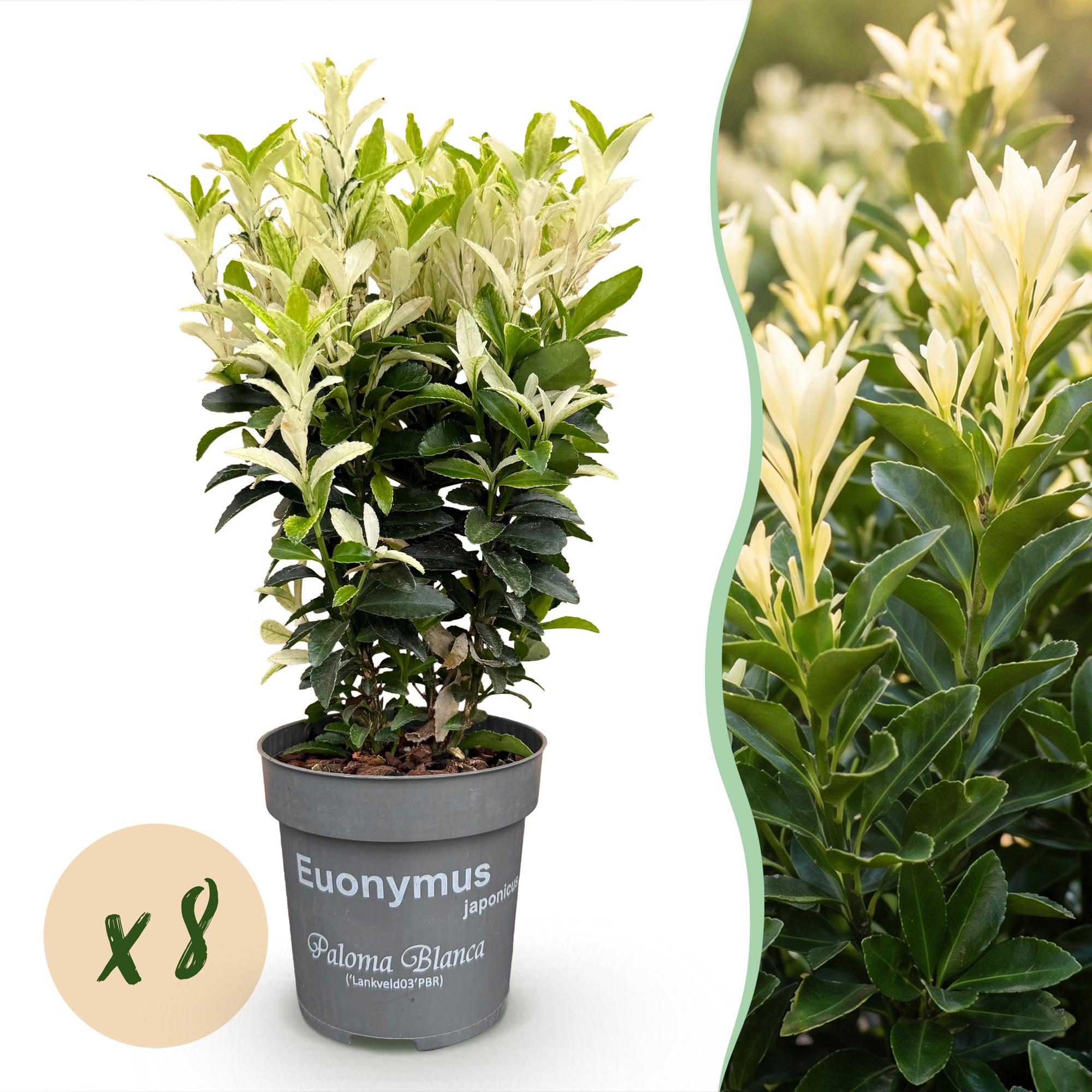 8x Euonymus japonica Paloma Blanca - Kardinaalsmuts - Haagplanten - Groenblijvend - Groen - Wit - Pot 9cm - Hoogte 20-30cm