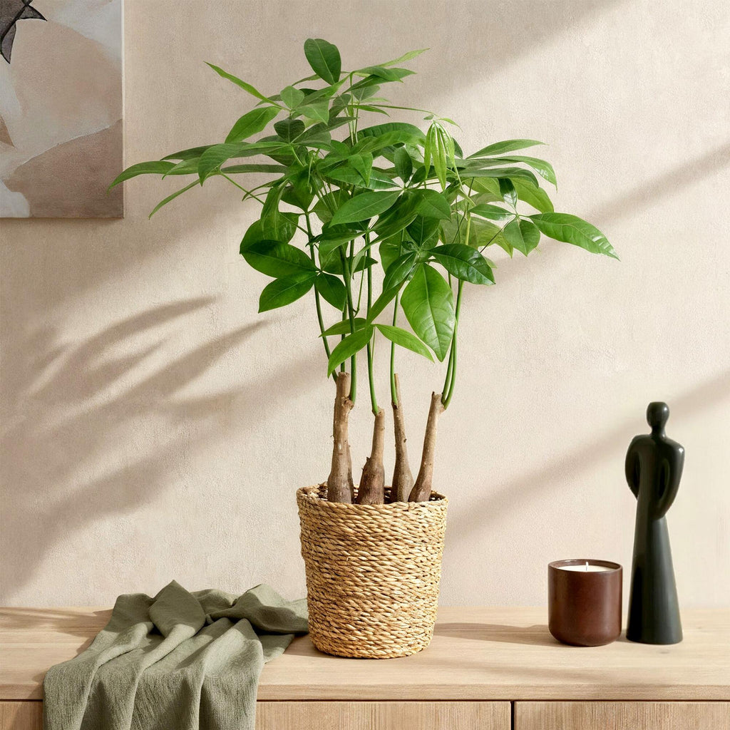 Green is... Kamerplanten - Pachira Aquatica multi stam - Geldboom - Weinig onderhoud - met mand - Groen - 2 Planten - Pot 17cm - Hoogte 50-55cm