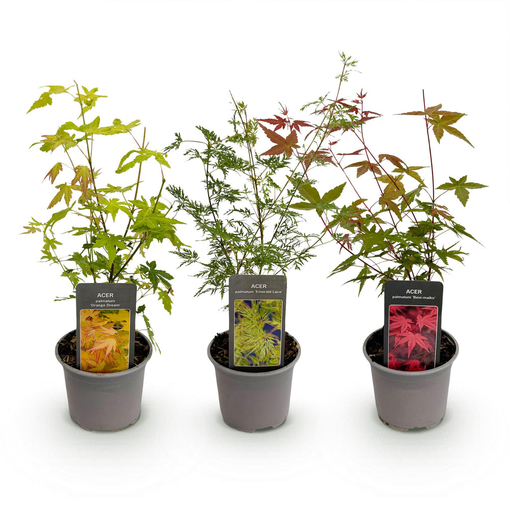 Tuinplant - Acer palmatum Tricolour - Rood-Groen-Oranje  - 3 Planten - Blad verliezend - Weinig Onderhoud - Pot 12cm Hoogte 35cm