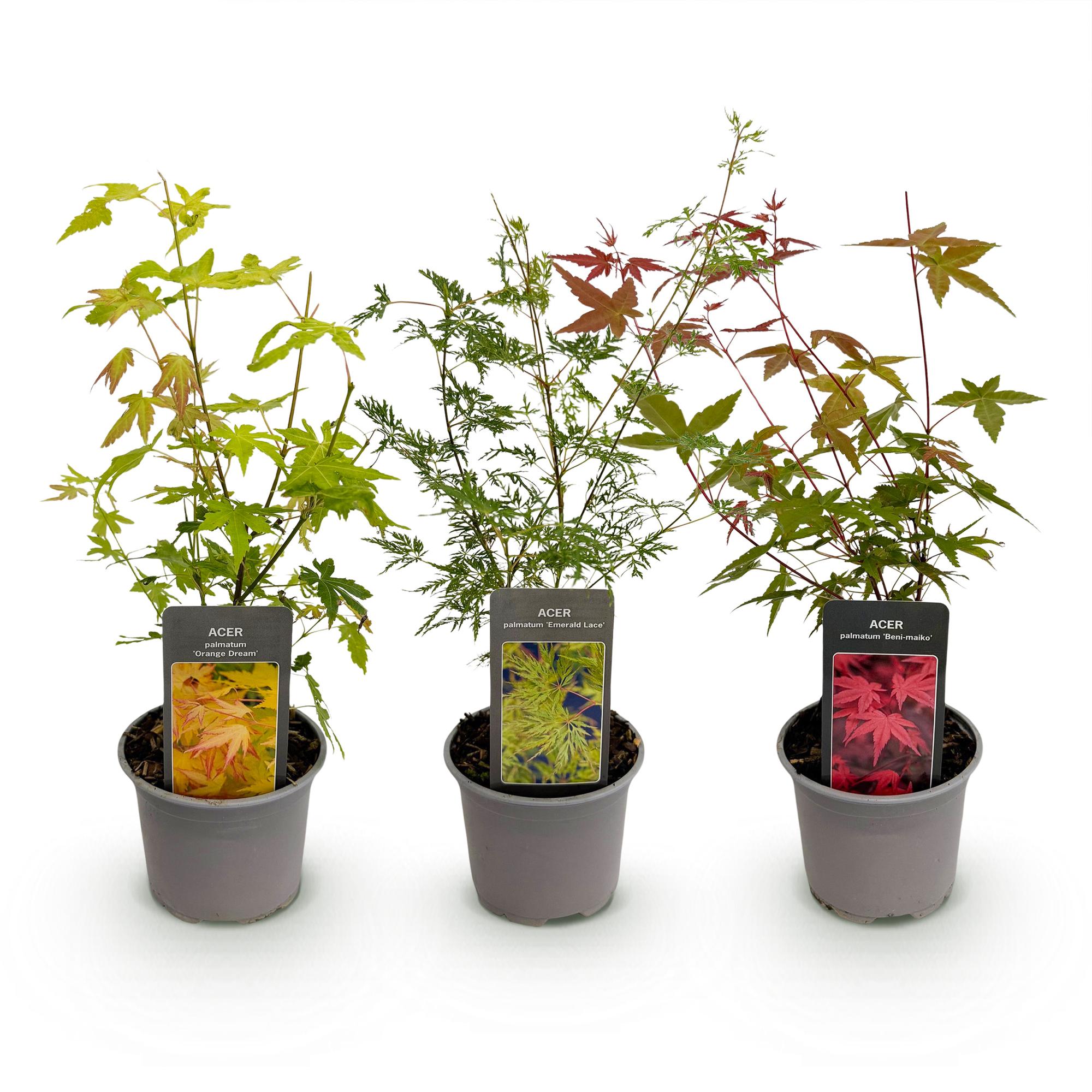 Tuinplant - Acer palmatum Tricolour - Rood-Groen-Oranje  - 3 Planten - Blad verliezend - Weinig Onderhoud - Pot 12cm Hoogte 35cm