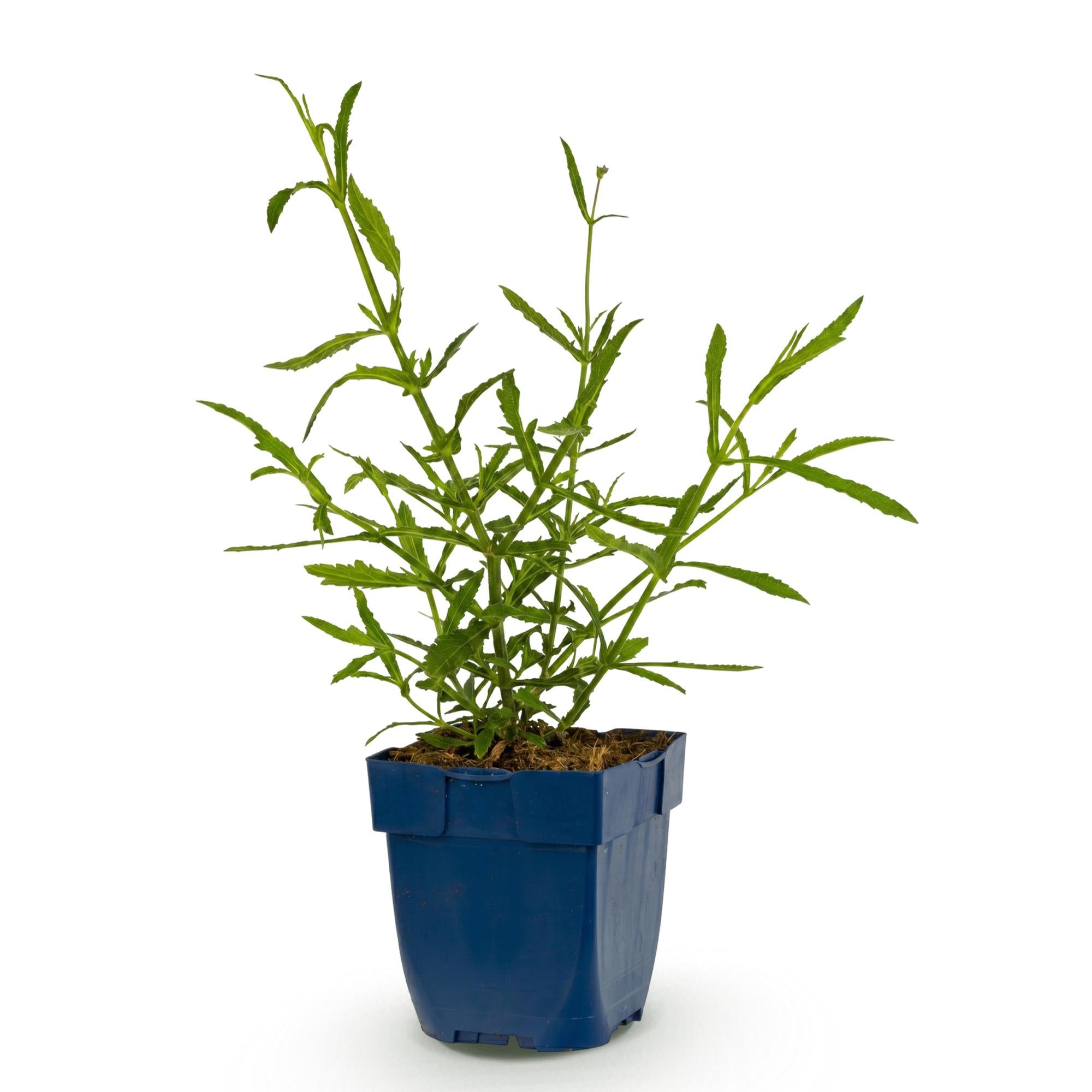 Vasteplant - Verbena bonariensis Lollipop - Ijzerhard - Bijen en Vlinderlokkers - Paars - 1 Plant - Pot 11cm - Hoogte 15-25cm