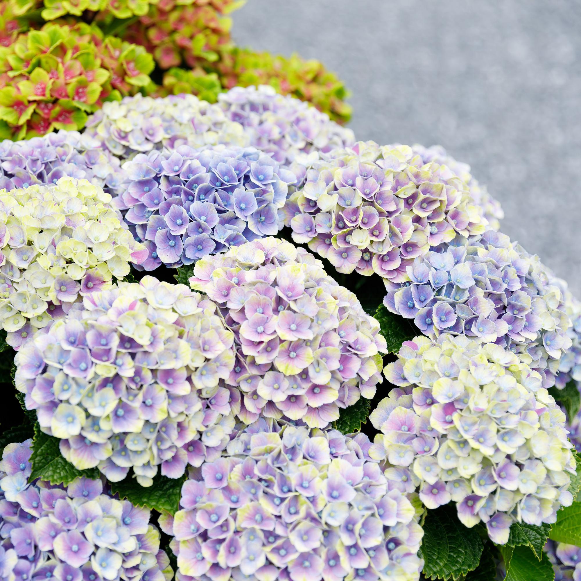 Terrasplant - Hortensia - Hydrangea Magical Jewel Blue - Blauw - 6-10 Bloemen - 2 Planten - Pot 23cm Hoogte 55cm