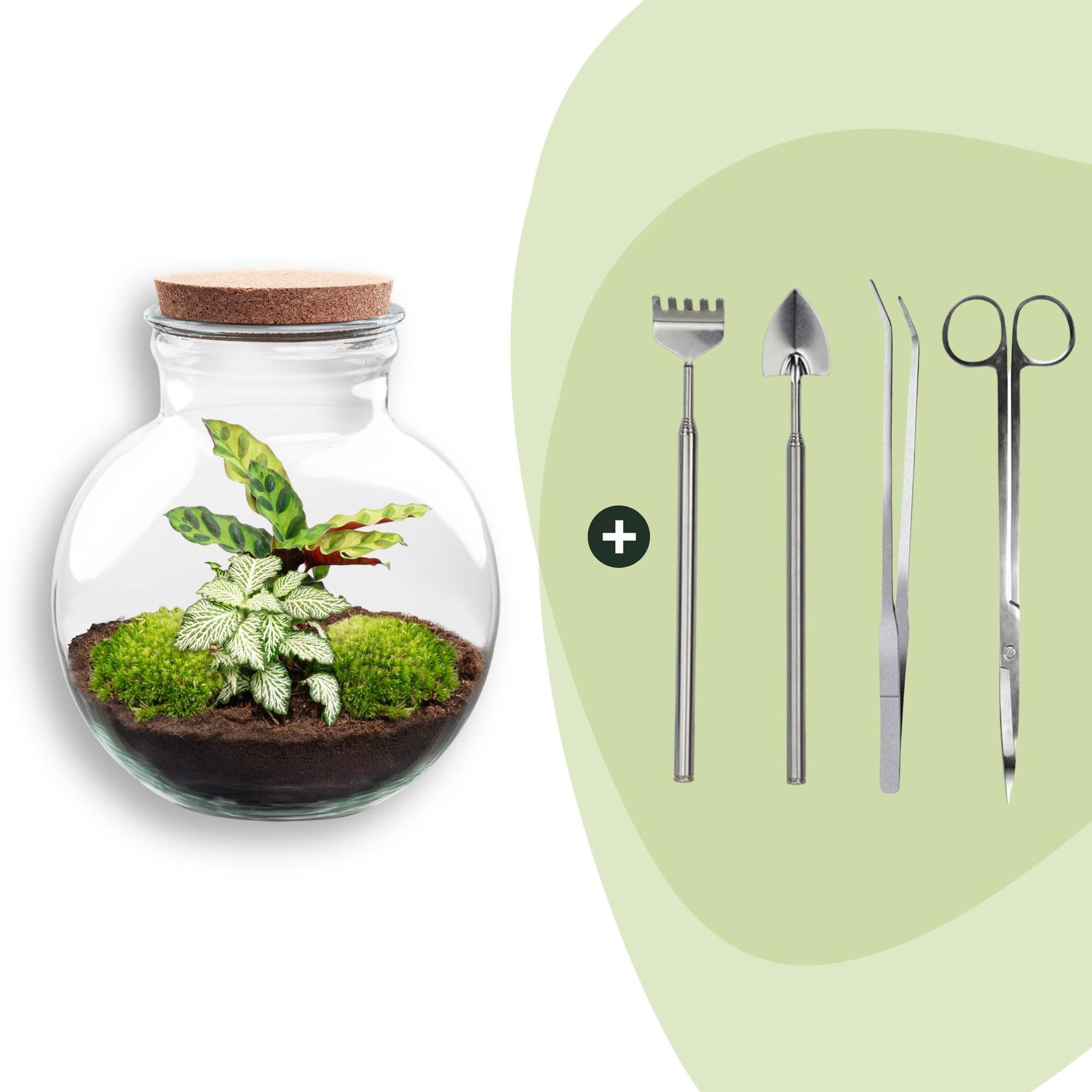 DIY Planten terrarium (met licht) - Teddy - Ø 25 cm ↑ 26,5 cm - Rake + Shovel + Tweezer + Scissors
