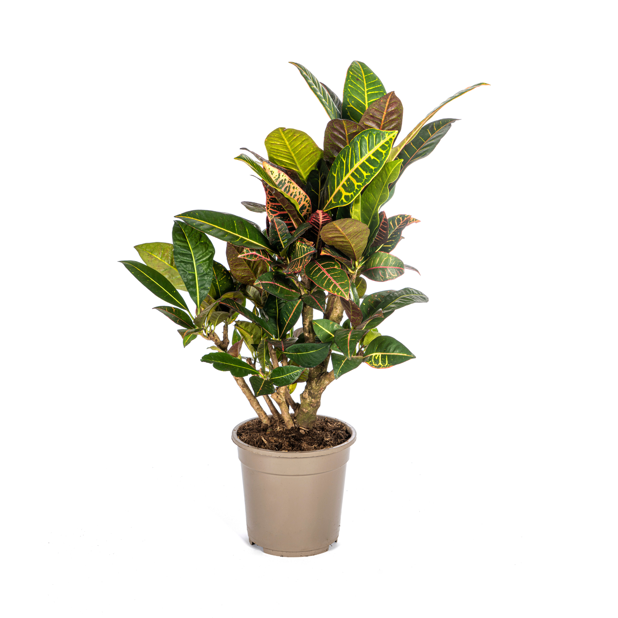 Codiaeum 'Croton' Petra Ø21cm - ↕60 - 80cm