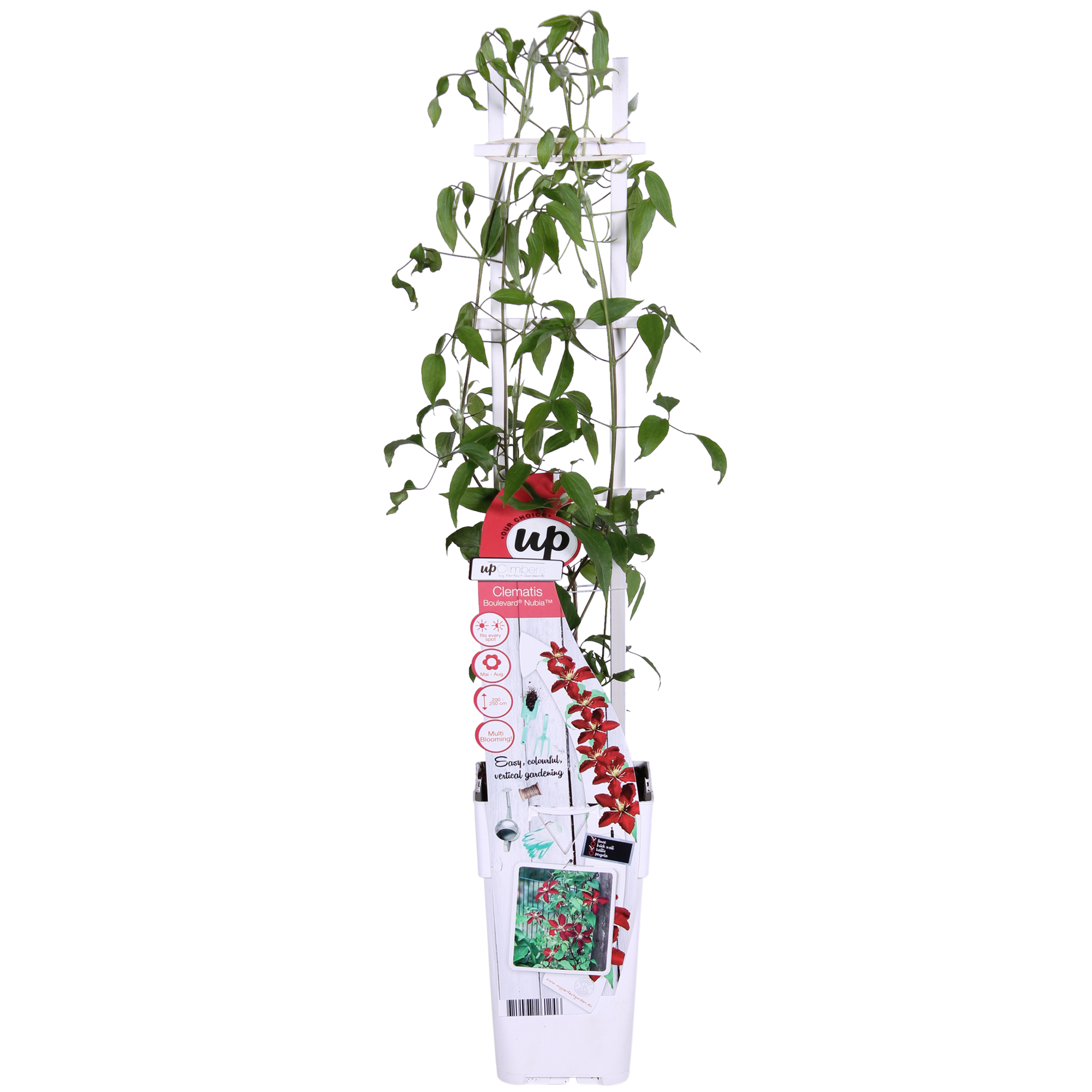 Clematis Nubia - Clematis Evison Rood - Ø15cm - ↕65cm - Ø15 - ↨65cm