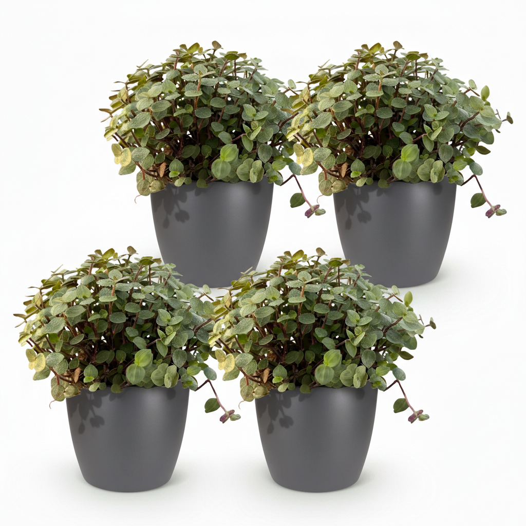 Kamerplant - Calissia repens - Kattengras - Huisdiervriendelijk - Groen - 4 Planten - met Potter Grijs - Pot 12cm - Hoogte 17-20cm
