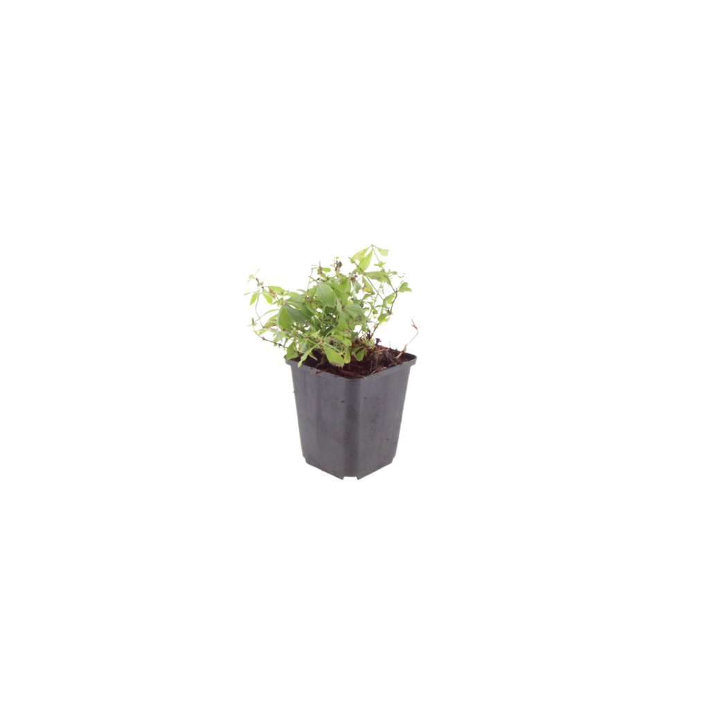 48x Galium odoratum - ↕10-25cm - Ø9cm