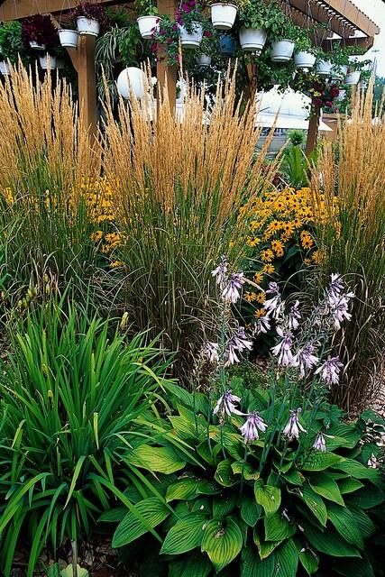 48x Calamagrostis acut. 'Karl Foerster'  - ↕10-25cm - Ø9cm