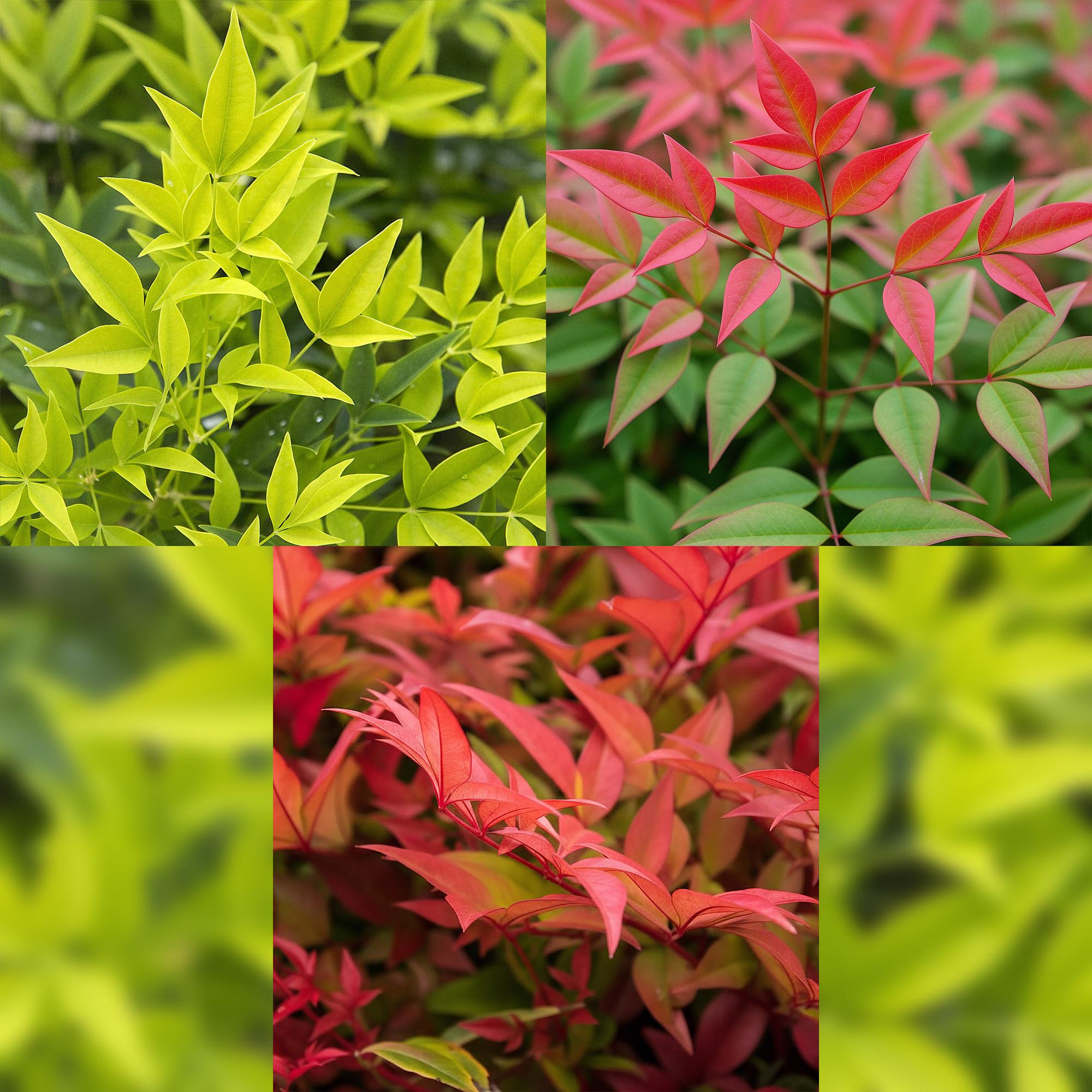 Tuinplant - Nandina Tricolour - Geel & Rood & Oranje - 3 Planten - Groenblijvend - Weinig Onderhoud - Pot 17cm Hoogte 45cm