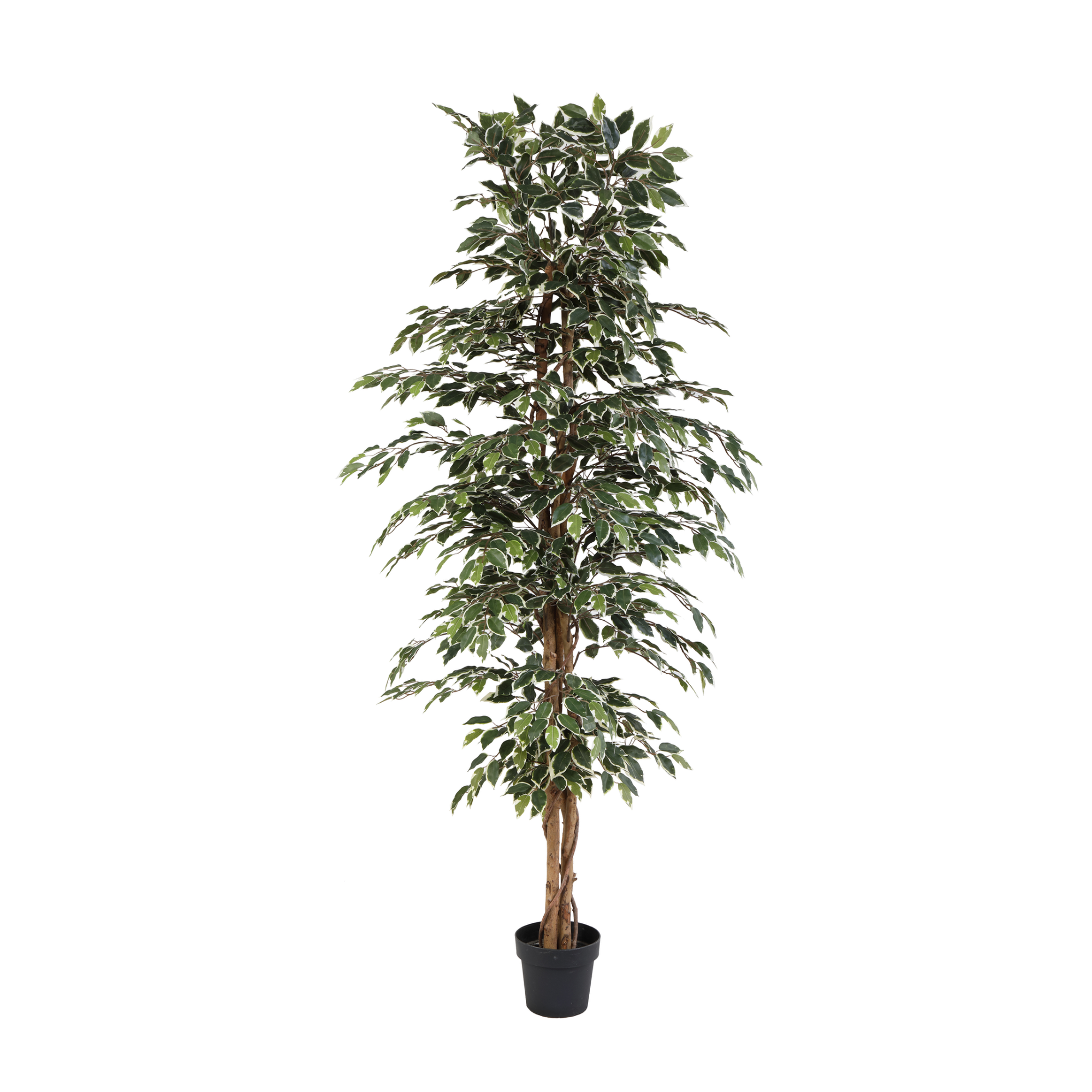 ARTIFICIAL Ficus benjamina variegata - 205cm
