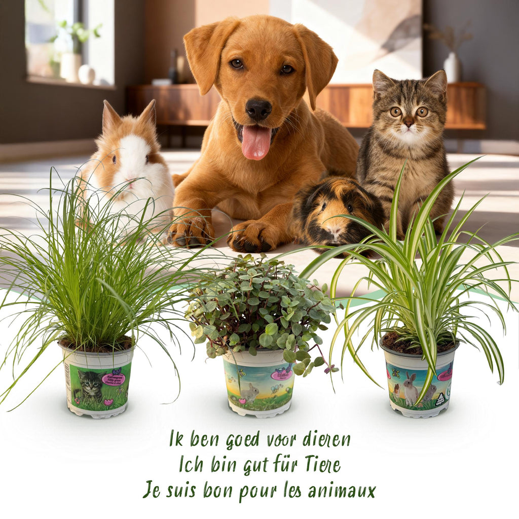 Kamerplant - Cyperus - Calissia - Chlorophytum - Mix van 3 - Huisdiervriendelijke Planten - Groen - 3 Planten - Pot 12cm - Hoogte 20cm