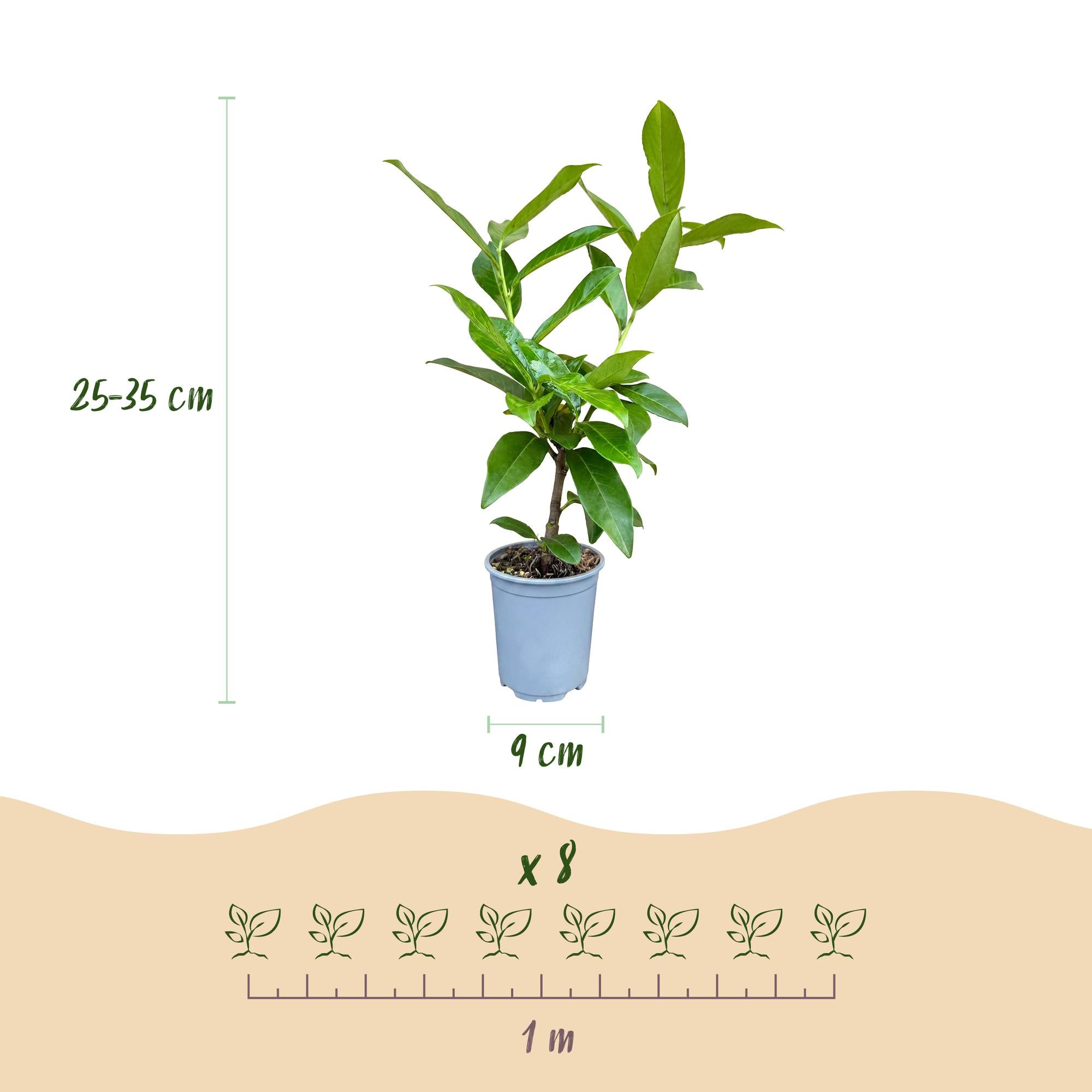 16x Prunus laur. Novita - Laurierkers - Haagplanten - Groenblijvend - Groen - Pot 9cm - Hoogte 25-35cm