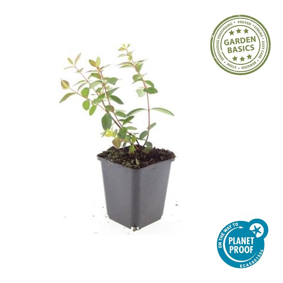 24x Hypericum dummeri 'Peter Dummer' - ↕10-25cm - Ø9cm