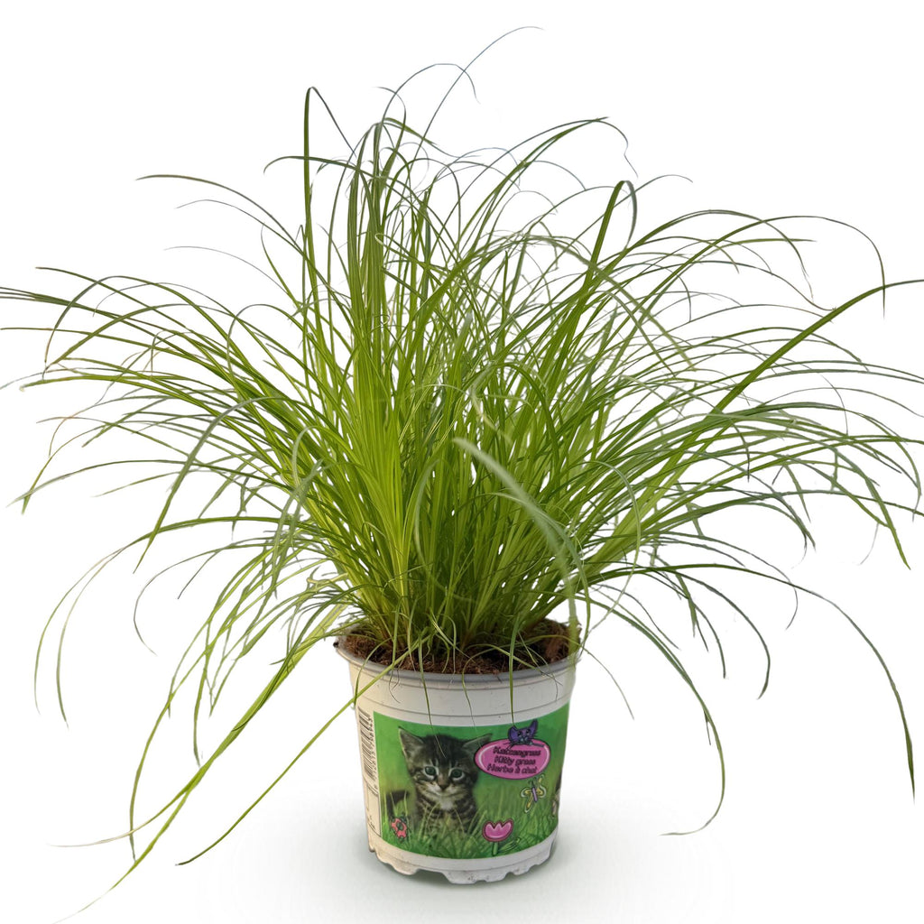 Kamerplant - Cyperus alternifolius Zumula - Kattengras - Huisdiervriendelijke Plant - Groen - 1 Plant - Pot 12cm - Hoogte 20cm