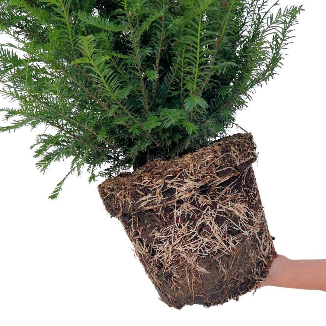 Grote taxus planten voor 10 strekkende meter haag | - 12L - 20 x | ↨ 100-125 cm