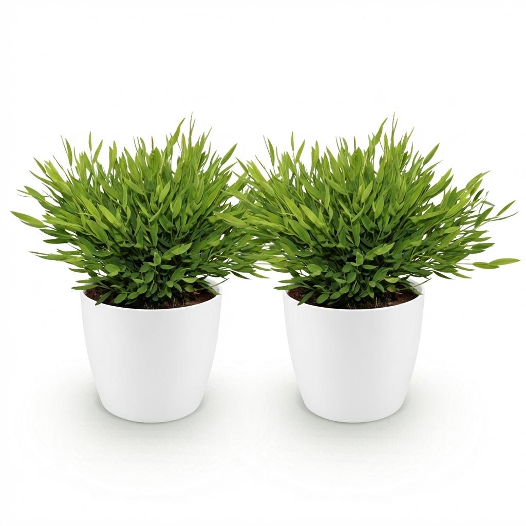 Kamerplant - Bamusa Pogonatherum Monica - Bamboegras - Huisdiervriendelijke Plant - Groen - 2 Planten - met Potter Wit - Pot 12cm - Hoogte 20cm