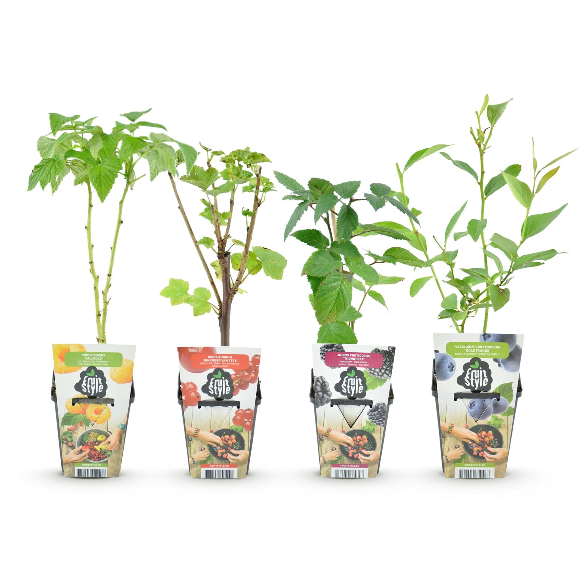 Fruitplanten - Rainbow - Rode Bes - Gele Framboos - Zwarte Braam - Blauwe Bes - Winterhard - 4 Planten - Pot  9cm