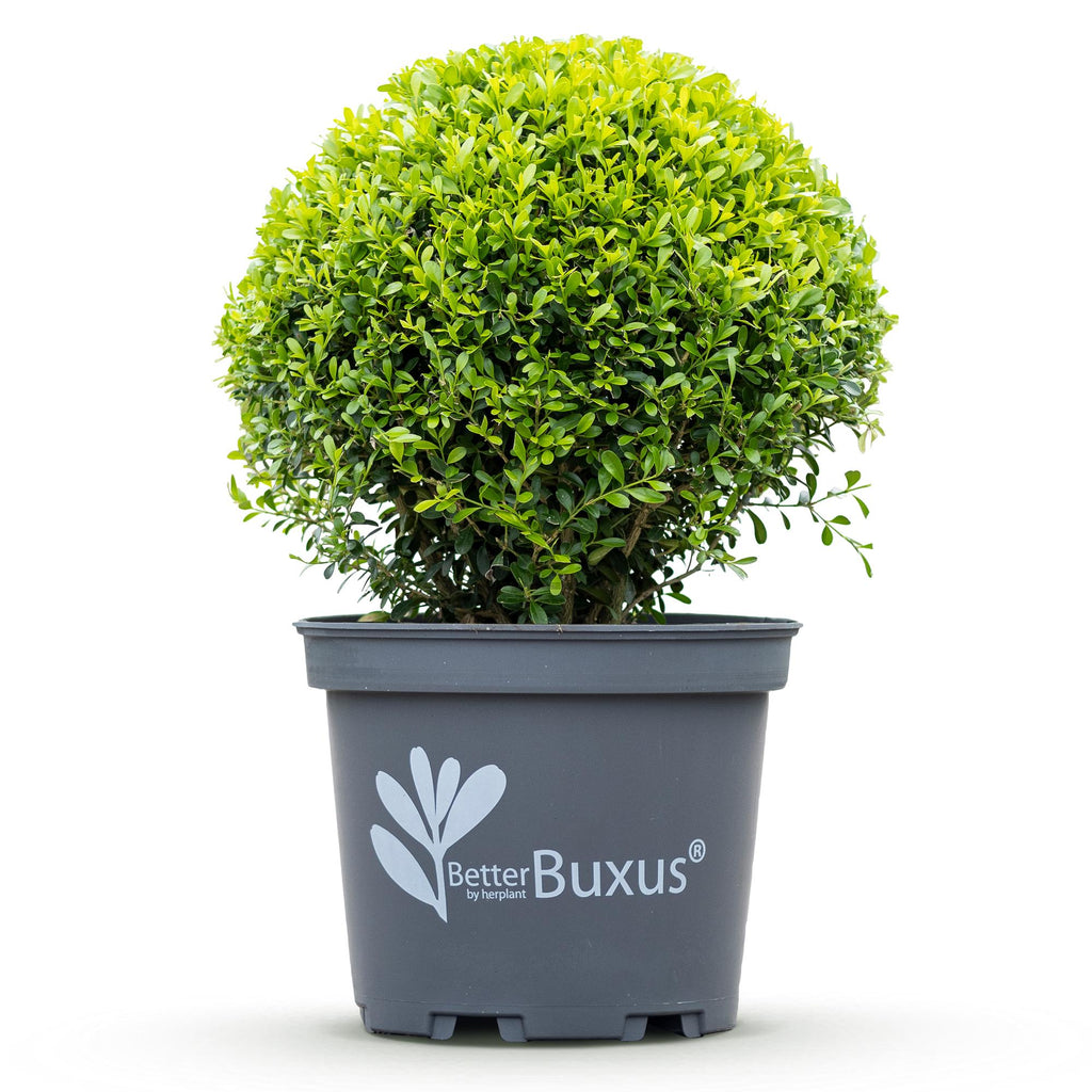 Buxus Bol - BetterBuxus Skylight - Resistant tegen Buxus Schimmel - 1 planten - pot 26cm bol 30cm