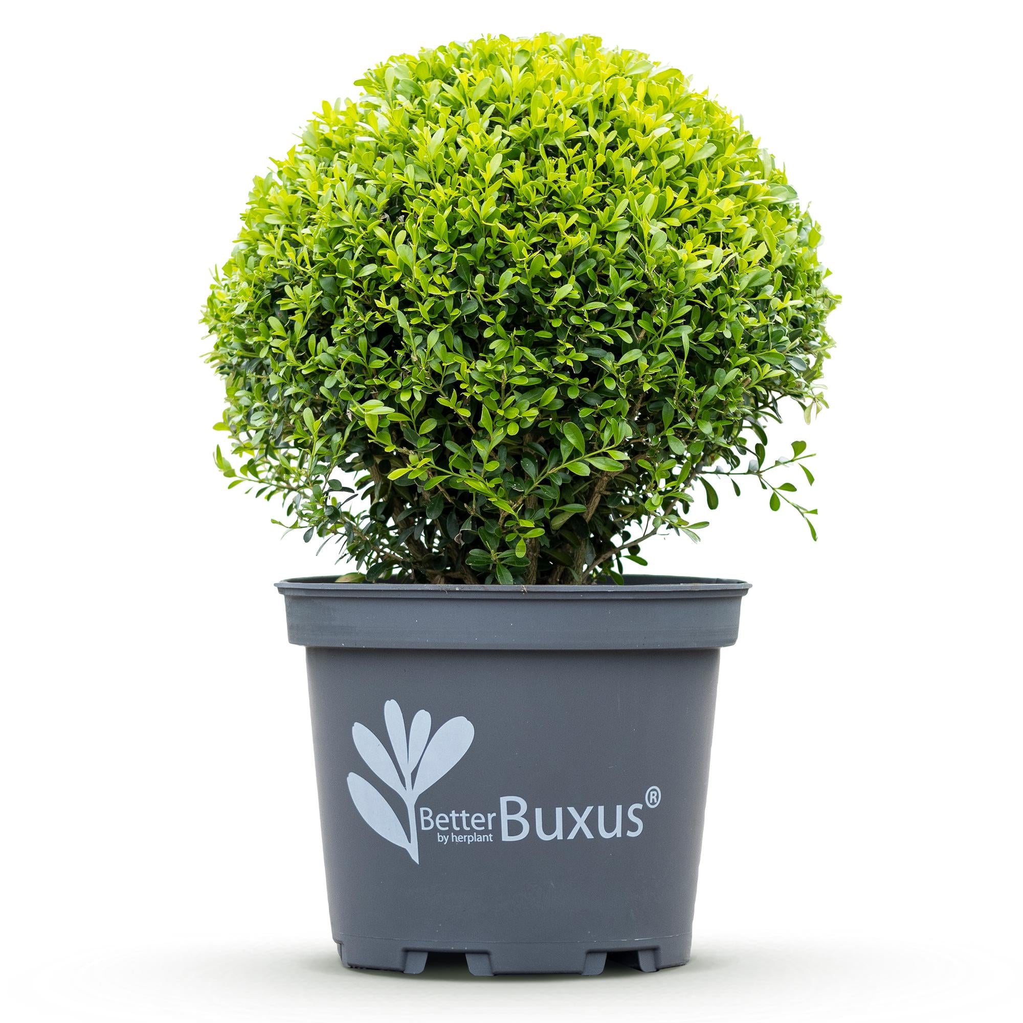 Buxus Bol - BetterBuxus Skylight - Resistant tegen Buxus Schimmel - 1 planten - pot 26cm bol 30cm