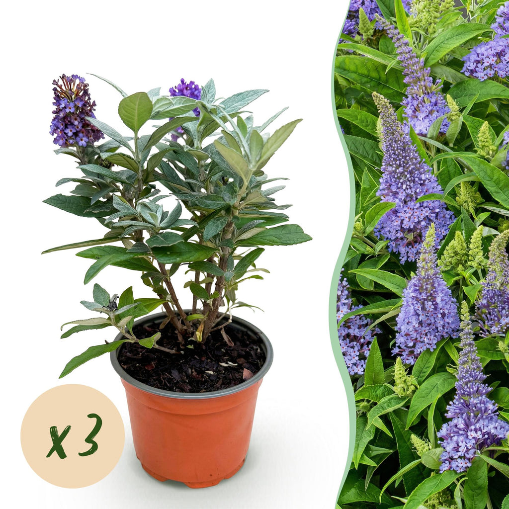 Tuinplant - Buddleja davidii Butterfly Candy Little Lila - Vlinderstruik - Compact - Lila - 3 Planten - Pot 12cm - Hoogte 20-25cm