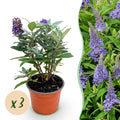 Tuinplant - Buddleja davidii Butterfly Candy Little Lila - Vlinderstruik - Compact - Lila - 3 Planten - Pot 12cm - Hoogte 20-25cm