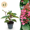 Tuinplant - Hydrangea panniculata Living Infinity - Pluimhortensia - Winterhard - Wit - 3 Planten - Pot 12cm - Hoogte Hoogte 20-30cm