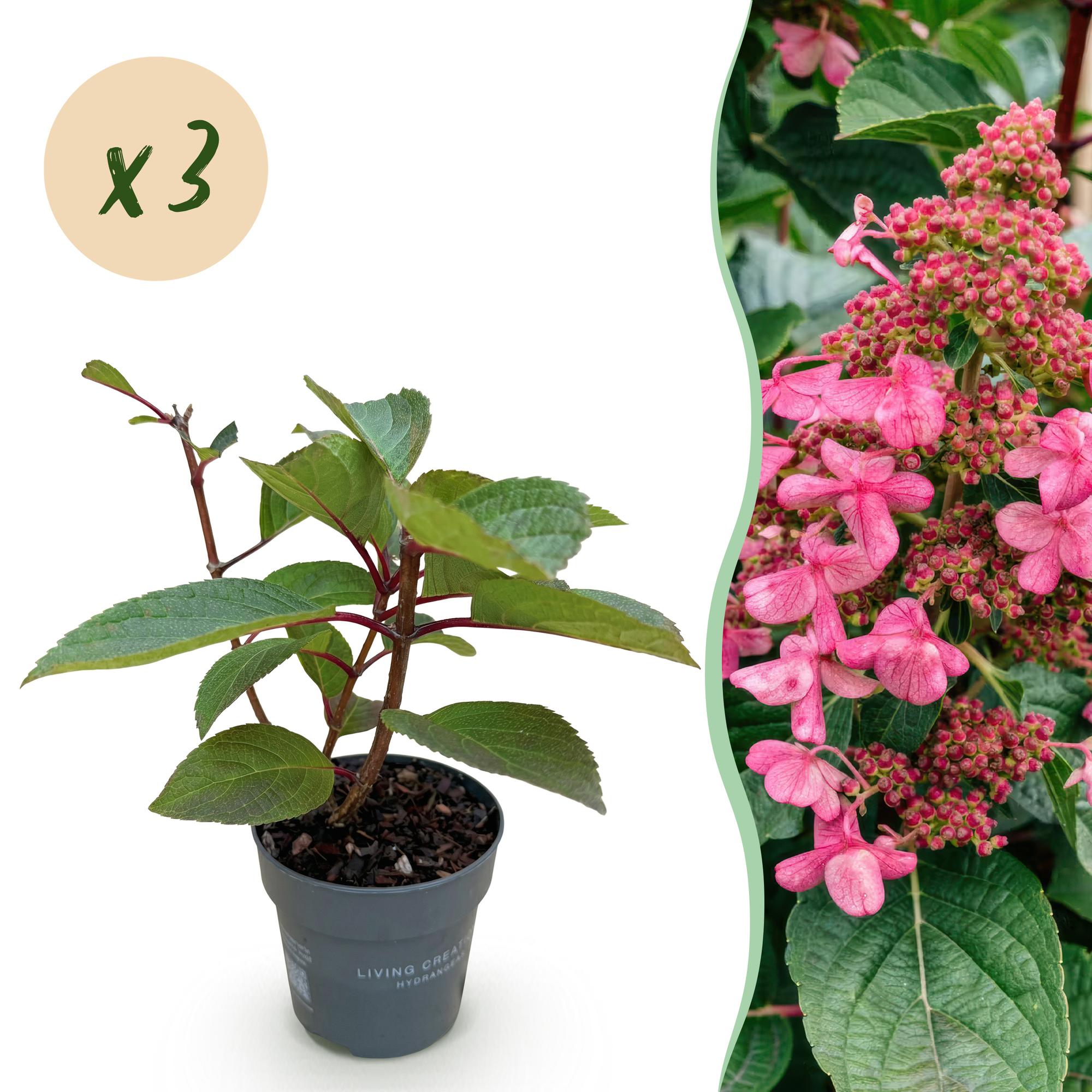 Tuinplant - Hydrangea panniculata Living Infinity - Pluimhortensia - Winterhard - Wit - 3 Planten - Pot 12cm - Hoogte Hoogte 20-30cm
