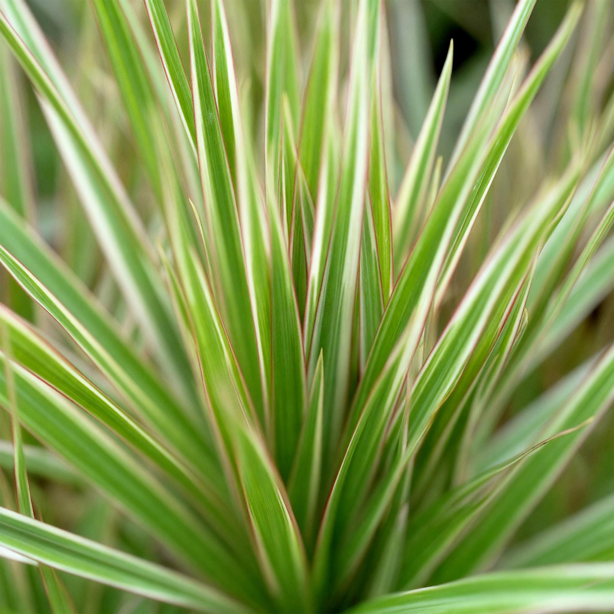 Green is... Kamerplanten - Dracaena Marginata Bicolor - Drakenbloedboom - Weinig onderhoud - met mand - Groen - 1 Plant - Pot 17cm - Hoogte 70-75cm