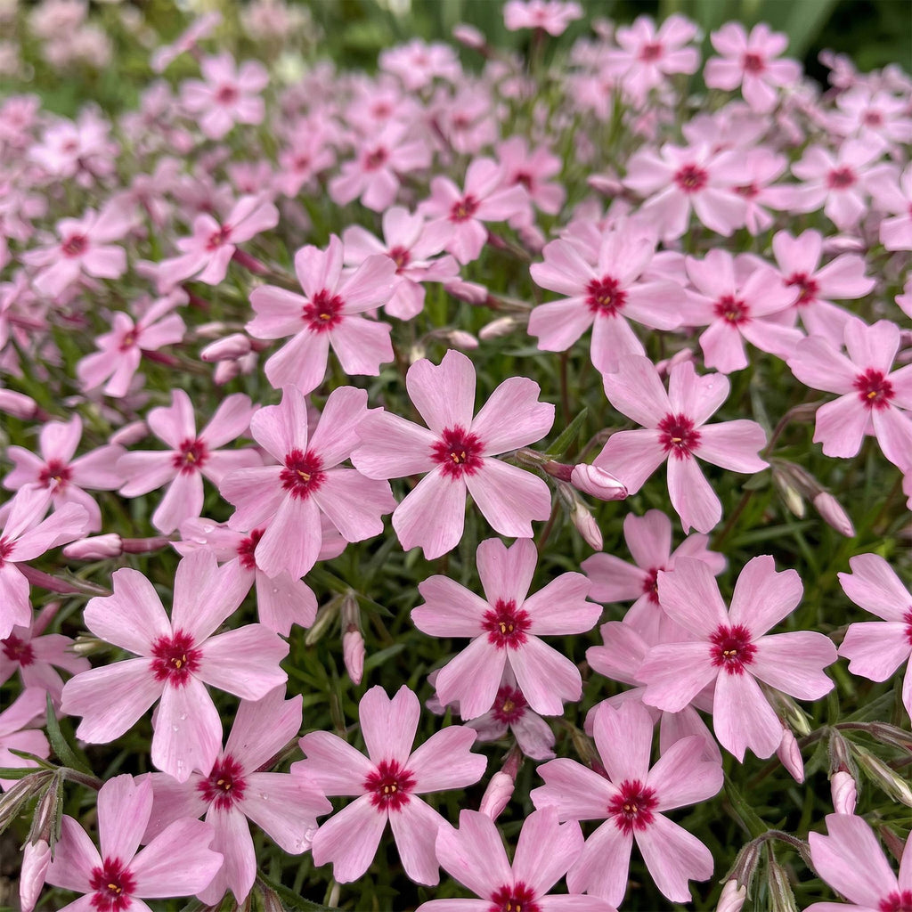 Vasteplant - Phlox Rosette - Vlambloem - Bodembedekkend - Roze - 6 Plant - Pot 11cm - Hoogte 15-25cm