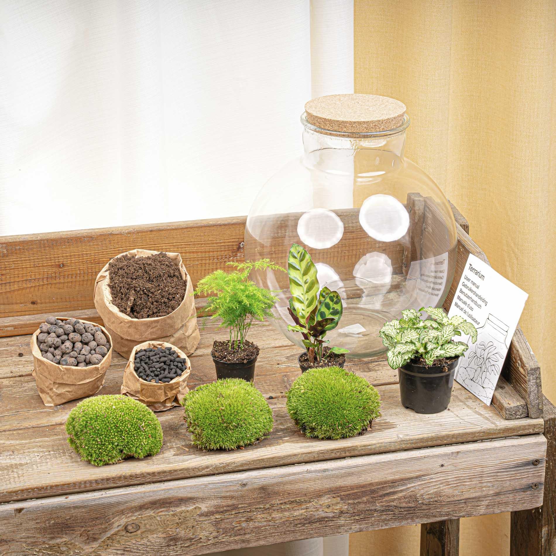 DIY Planten terrarium (met verlichting) - Bolder Bob - Ø 31 cm ↑ 30 cm - Met LED-kurk
