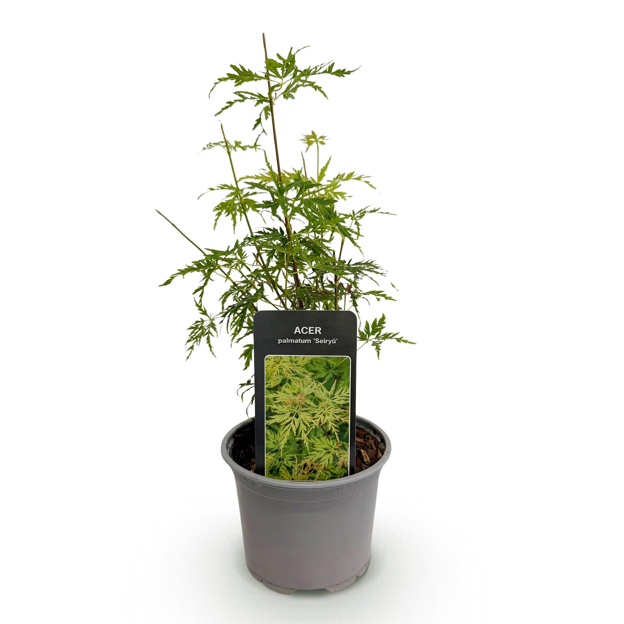 Tuinplant - Acer palmatum Seiryu - Groen 1 Plant - Bladverliezend - Weinig Onderhoud  - Pot 12cm Hoogte 35cm