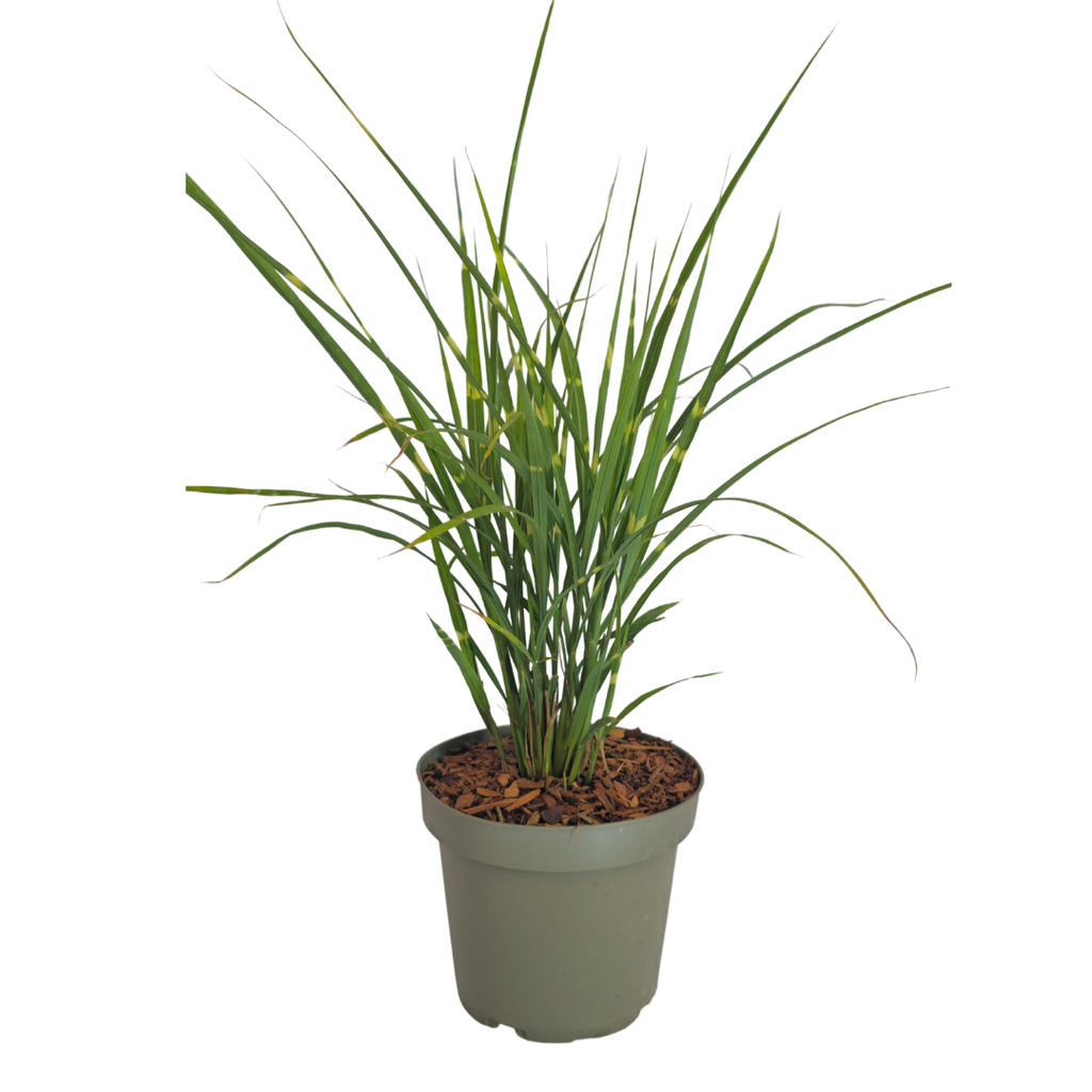 6x Miscanthus sinensis ‘Zebrinus’ – Opvallend zebragras met decoratief gestreept blad | Potmaat 12 cm