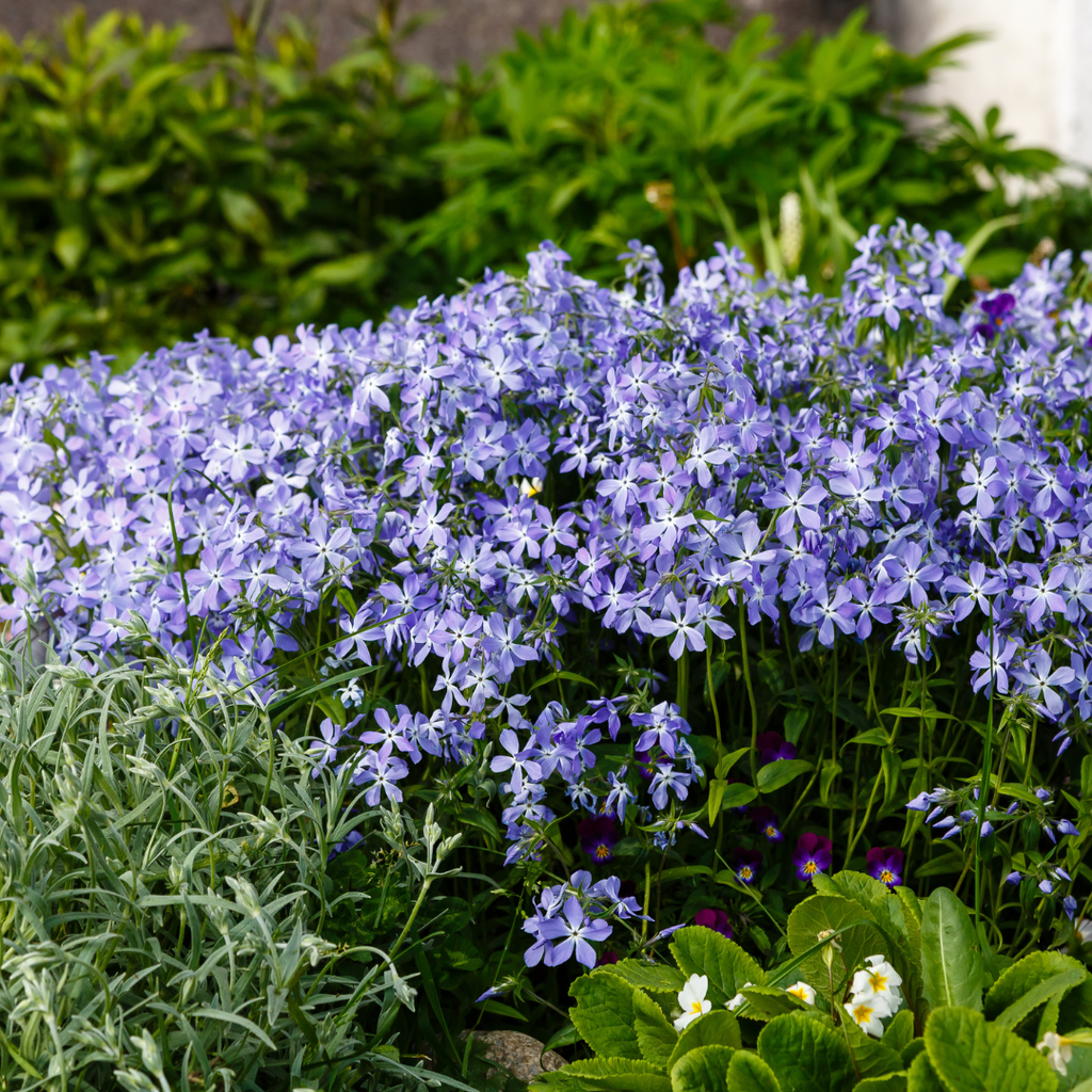 24x Phlox (S) 'Emerald Cushion Blue'- ↕10-25cm - Ø9cm