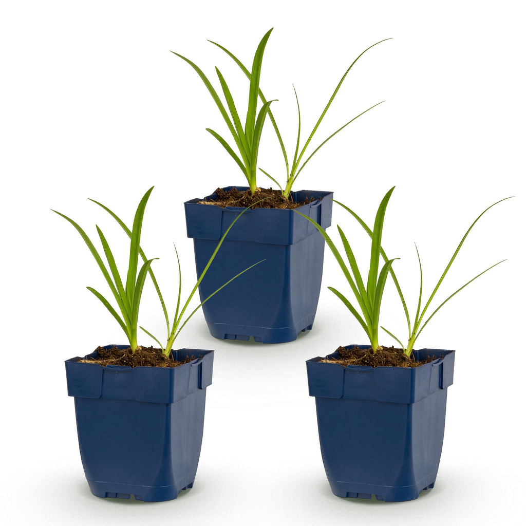 Vasteplant - Agapanthus africanus Albus - Afrikaanse Lelie - Bijen en Vlinderlokkers - Wit - 3 Planten - Pot 11cm - Hoogte 15-25cm