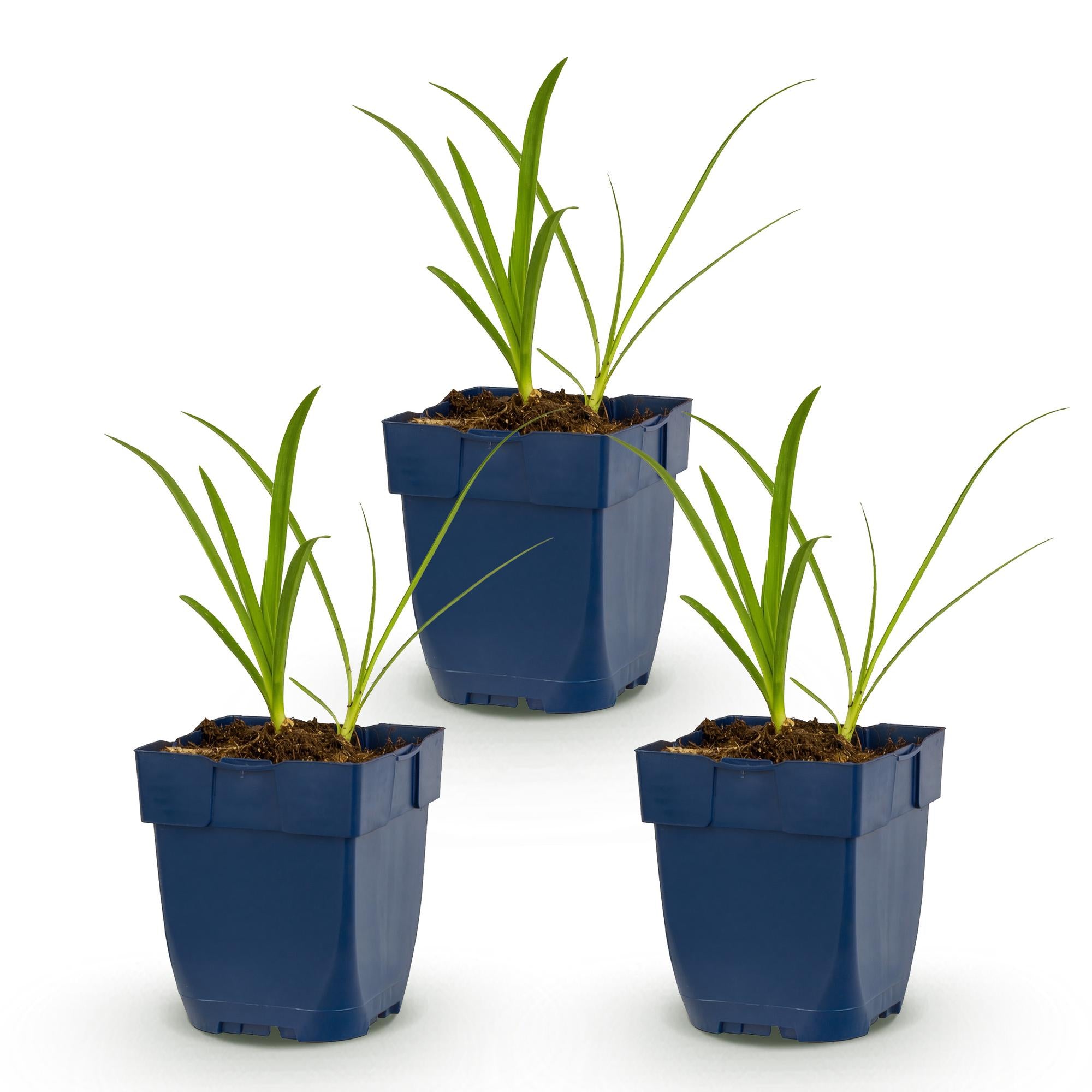 Vasteplant - Agapanthus africanus Albus - Afrikaanse Lelie - Bijen en Vlinderlokkers - Wit - 3 Planten - Pot 11cm - Hoogte 15-25cm