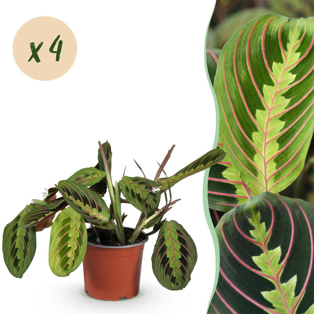 Kamerplant - Maranta Fascinator Tricolour - Gebedsplant - Huisdiervriendelijk - Groen - 4 Planten - Pot 12cm - Hoogte 30-35cm